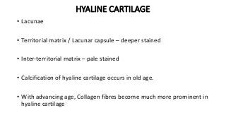 HYALINE CARTILAGE
• Lacunae
• Territorial matrix / Lacunar capsule – deeper stained
• Inter-territorial matrix – pale stained
• Calcification of hyaline cartilage occurs in old age.
• With advancing age, Collagen fibres become much more prominent in
hyaline cartilage
 