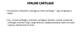 HYALINE CARTILAGE
• Conversion of Hyaline cartilage to Fibro-cartilage – sign of ageing in
body.
• E.g. Costal cartilages, articular cartilages, thyroid, cricoid, arytenoid
cartilage, tracheal rings, large bronchi, epiphyseal plate, parts of nasal
septum, lateral wall of nose.
 