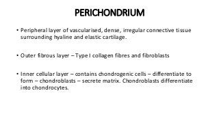 PERICHONDRIUM
• Peripheral layer of vascularised, dense, irregular connective tissue
surrounding hyaline and elastic cartilage.
• Outer fibrous layer – Type I collagen fibres and fibroblasts
• Inner cellular layer – contains chondrogenic cells – differentiate to
form – chondroblasts – secrete matrix. Chondroblasts differentiate
into chondrocytes.
 