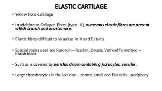 ELASTIC CARTILAGE
• Yellow fibro-cartilage
• In addition to Collagen fibres (type –II), numerous elastic fibres are present
which branch and anastomose.
• Elastic fibres difficult to visualise in H and E stains.
• Special stains used are Resorcin – fuschin, Orcein, Verhoeff’s method –
bluish black
• Surface is covered by perichondrium containing fibrocytes, venules.
• Large chondrocytes in the lacunae – centre, small and flat cells – periphery.
 