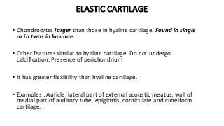 ELASTIC CARTILAGE
• Chondrocytes larger than those in hyaline cartilage. Found in single
or in twos in lacunae.
• Other features similar to hyaline cartilage. Do not undergo
calcification. Presence of perichondrium
• It has greater flexibility than hyaline cartilage.
• Examples : Auricle, lateral part of external acoustic meatus, wall of
medial part of auditory tube, epiglottis, corniculate and cuneiform
cartilage.
 