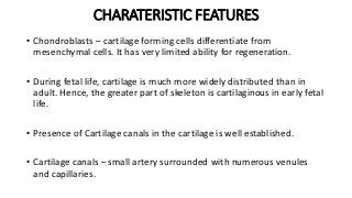 CHARATERISTIC FEATURES
• Chondroblasts – cartilage forming cells differentiate from
mesenchymal cells. It has very limited ability for regeneration.
• During fetal life, cartilage is much more widely distributed than in
adult. Hence, the greater part of skeleton is cartilaginous in early fetal
life.
• Presence of Cartilage canals in the cartilage is well established.
• Cartilage canals – small artery surrounded with numerous venules
and capillaries.
 