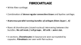 FIBROCARTILAGE
• White fibro-cartilage.
• Combination of dense regular connective tissue and hyaline cartilage.
• Numerous parallel running bundles of collagen fibers (type I , II)
• Rows of chondrocytes (round nucleus) intervening between the
bundles. No cell nests / cell groups. All cells – same size.
• In sections, Chondrocytes in lacunae are seen surrounded by
capsules. Fibroblasts are seen with flat nucleus
 