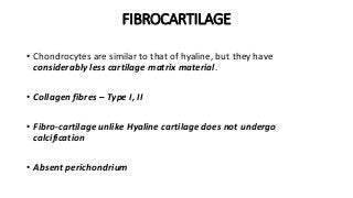 FIBROCARTILAGE
• Chondrocytes are similar to that of hyaline, but they have
considerably less cartilage matrix material.
• Collagen fibres – Type I, II
• Fibro-cartilage unlike Hyaline cartilage does not undergo
calcification
• Absent perichondrium
 