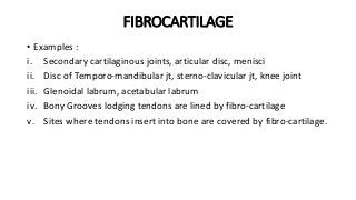 FIBROCARTILAGE
• Examples :
i. Secondary cartilaginous joints, articular disc, menisci
ii. Disc of Temporo-mandibular jt, sterno-clavicular jt, knee joint
iii. Glenoidal labrum, acetabular labrum
iv. Bony Grooves lodging tendons are lined by fibro-cartilage
v. Sites where tendons insert into bone are covered by fibro-cartilage.
 