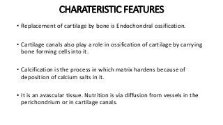 CHARATERISTIC FEATURES
• Replacement of cartilage by bone is Endochondral ossification.
• Cartilage canals also play a role in ossification of cartilage by carrying
bone forming cells into it.
• Calcification is the process in which matrix hardens because of
deposition of calcium salts in it.
• It is an avascular tissue. Nutrition is via diffusion from vessels in the
perichondrium or in cartilage canals.
 
