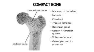 COMPACT BONE
• Made up of Lamellae
• Lacunae
• Canaliculi
• Types of lamellae
• Haversian canal
• Osteon / Haversian
system
• Volkmann’s canal
• Osteocytes and its
processes
 