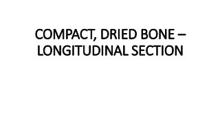COMPACT, DRIED BONE –
LONGITUDINAL SECTION
 