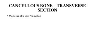CANCELLOUS BONE – TRANSVERSE
SECTION
 Made up of layers / lamellae
 