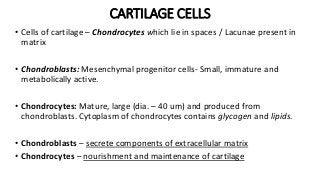 CARTILAGE CELLS
• Cells of cartilage – Chondrocytes which lie in spaces / Lacunae present in
matrix
• Chondroblasts: Mesenchymal progenitor cells- Small, immature and
metabolically active.
• Chondrocytes: Mature, large (dia. – 40 um) and produced from
chondroblasts. Cytoplasm of chondrocytes contains glycogen and lipids.
• Chondroblasts – secrete components of extracellular matrix
• Chondrocytes – nourishment and maintenance of cartilage
 