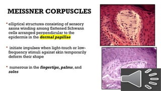 Shape Meissner HISTOLOGY-INTEGUMENTARY SYSTEM-DENT.pptx