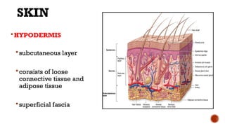 HISTOLOGY-INTEGUMENTARY SYSTEM-DENT.pptx