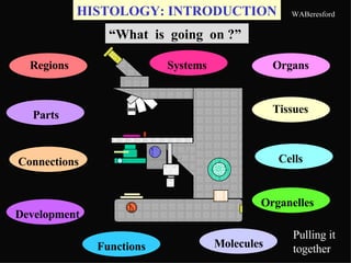HISTOLOGY: INTRODUCTION “ What  is  going  on ?” Pulling it together Regions Organs Molecules Tissues Connections Cells Parts Organelles Development Functions Systems 