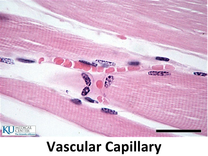 histology lab