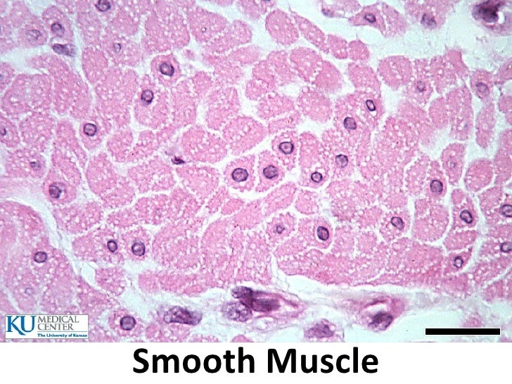 histology lab