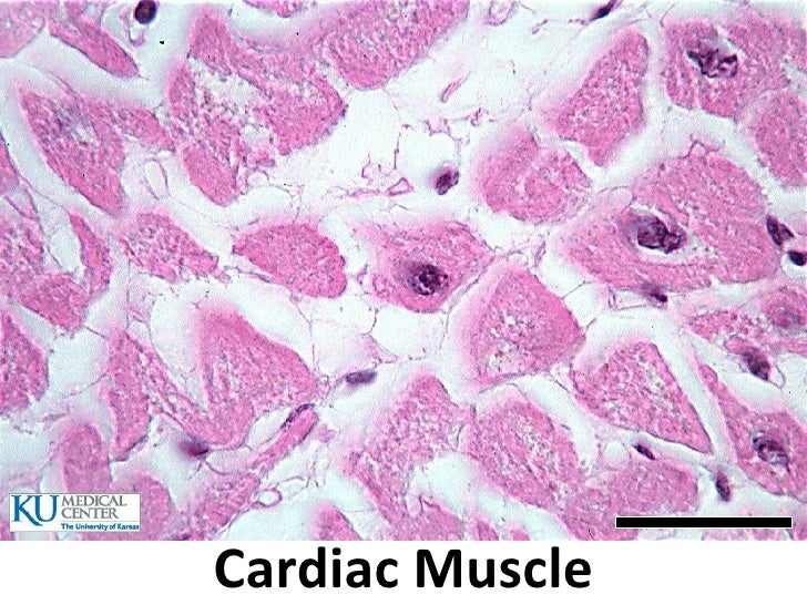 Histology Lab Image Identification