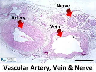 Histology Lab Image Information