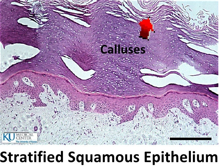 Histology Lab Image Information