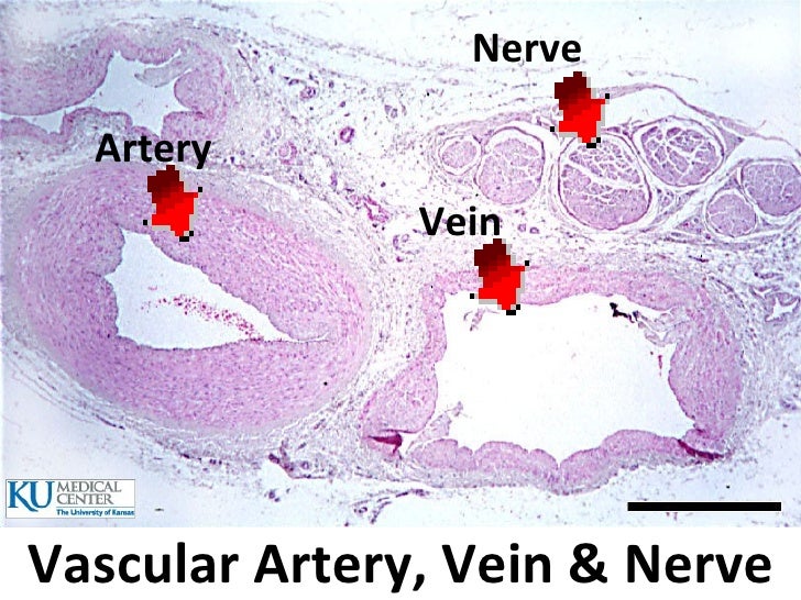 Histology Lab Image Information Histology Lab Image Information