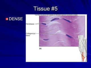 histology-master and its definitation in context | PPT
