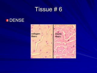 histology-master and its definitation in context | PPT