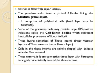  Antrum is filled with liquor folliculi.
 The granulosa cells form a parietal follicular lining, the
Stratum granulosum.
◦ It comprises of polyhedral cells (basal layer may be
columnar).
 Some of the granulosa cells may contain large PAS-positive
inclusions called the Call-Exner bodies which represent
intracellular precursors of liquor folliculi.
 Theca layers: comprises of Theca interna (inner vascular
layer) and Theca externa (outer fibrous layer).
 Cells in the theca interna are spindle shaped with delicate
reticular fiber network.
 Theca externa is loose connective tissue layer with fibrocytes
arranged concentrically around the theca interna.
 