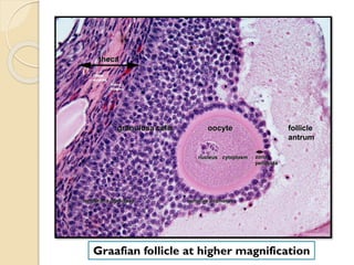 Graafian follicle at higher magnification
 