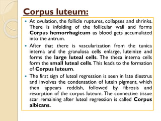 Corpus luteum:
 At ovulation, the follicle ruptures, collapses and shrinks.
There is infolding of the follicular wall and forms
Corpus hemorrhagicum as blood gets accumulated
into the antrum.
 After that there is vascularization from the tunica
interna and the granulosa cells enlarge, luteinize and
forms the large luteal cells. The theca interna cells
form the small luteal cells. This leads to the formation
of Corpus luteum.
 The first sign of luteal regression is seen in late diestrus
and involves the condensation of lutein pigment, which
then appears reddish, followed by fibrosis and
resorption of the corpus luteum. The connective tissue
scar remaining after luteal regression is called Corpus
albicans.
 