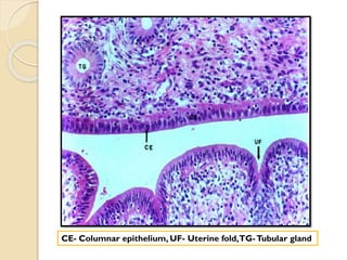CE- Columnar epithelium, UF- Uterine fold,TG-Tubular gland
 