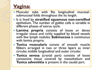 Vagina:
 Muscular tube with flat longitudinal mucosal-
submucosal folds throughout the its length.
 It is lined by stratified squamous non-cornified
epithelium. The number of goblet cells is variable in
different phases of estrus cycle.
 Lamina propria consists of loose or dense
irregular tissue and richly supplied by blood vessels
with few lymph nodules. Submucosa is continuous
with lamina propria.
 Tunica muscularis consist of smooth muscle
fibbers arranged in two or three layers as inner
circular, middle longitudinal and outer circular.
 Tunica serosa (cranial part) consists of loose
connective tissue covered by mesothelium and
Tunica adventitia is present in the caudal part.
 