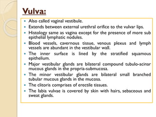 Vulva:
 Also called vaginal vestibule.
 Extends between external urethral orifice to the vulvar lips.
 Histology same as vagina except for the presence of more sub
epithelial lymphatic nodules.
 Blood vessels, cavernous tissue, venous plexus and lymph
vessels are abundant in the vestibular wall.
 The inner surface is lined by the stratified squamous
epithelium.
 Major vestibular glands are bilateral compound tubulo-acinar
mucous glands in the propria-submucosa.
 The minor vestibular glands are bilateral small branched
tubular mucous glands in the mucosa.
 The clitoris comprises of erectile tissues.
 The labia vulvae is covered by skin with hairs, sebaceous and
sweat glands.
 