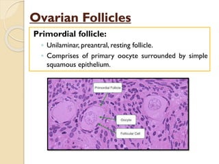 Ovarian Follicles
Primordial follicle:
◦ Unilaminar, preantral, resting follicle.
◦ Comprises of primary oocyte surrounded by simple
squamous epithelium.
 