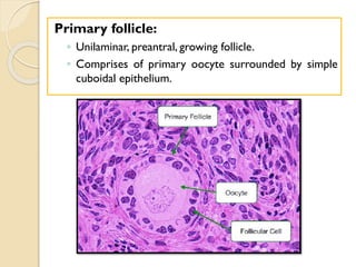 Primary follicle:
◦ Unilaminar, preantral, growing follicle.
◦ Comprises of primary oocyte surrounded by simple
cuboidal epithelium.
 