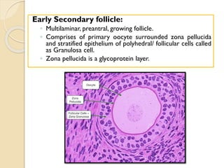 Early Secondary follicle:
◦ Multilaminar, preantral, growing follicle.
◦ Comprises of primary oocyte surrounded zona pellucida
and stratified epithelium of polyhedral/ follicular cells called
as Granulosa cell.
◦ Zona pellucida is a glycoprotein layer.
 