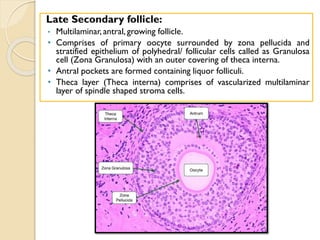Late Secondary follicle:
• Multilaminar, antral, growing follicle.
• Comprises of primary oocyte surrounded by zona pellucida and
stratified epithelium of polyhedral/ follicular cells called as Granulosa
cell (Zona Granulosa) with an outer covering of theca interna.
• Antral pockets are formed containing liquor folliculi.
• Theca layer (Theca interna) comprises of vascularized multilaminar
layer of spindle shaped stroma cells.
 
