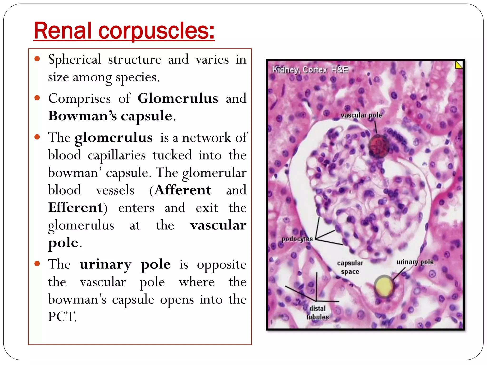 Histology-of-urinary-system.pdf