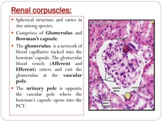 Histology-of-urinary-system.pdf
