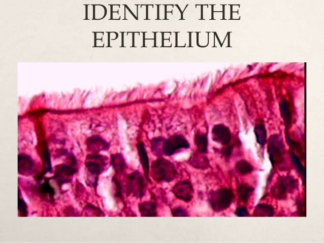 Histology quiz
