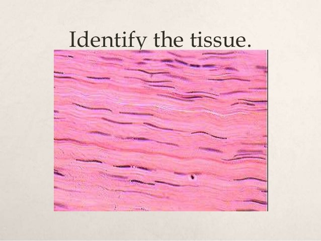histology quiz