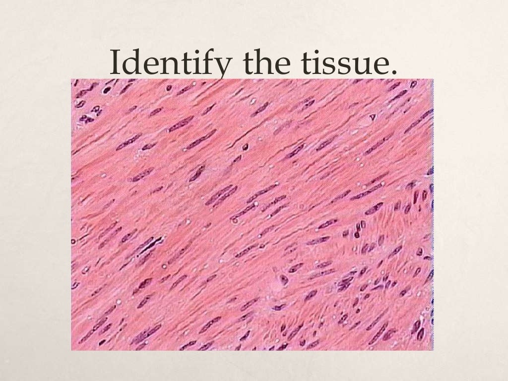 Histology quiz