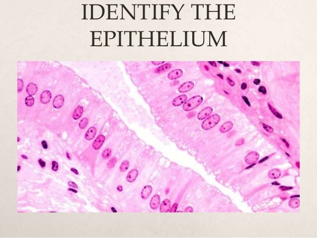 Histology quiz