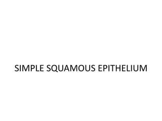 SIMPLE SQUAMOUS EPITHELIUM
 