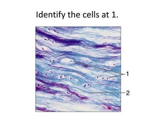 Identify the cells at 1.
 