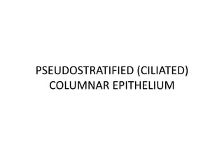 PSEUDOSTRATIFIED (CILIATED)
COLUMNAR EPITHELIUM
 