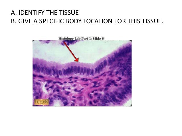 histology quiz