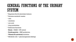 HIstology- Urinary System, basic for students.pptx