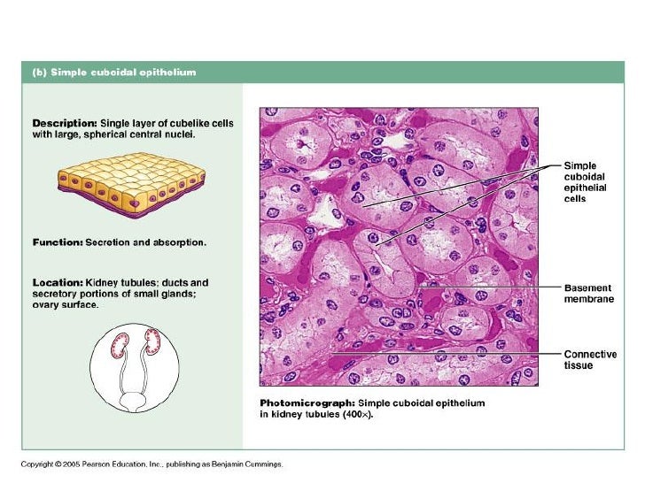 epithelial tissue slides