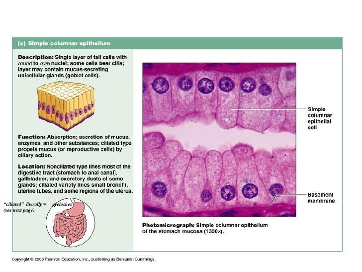 Exocrine glands unicellular or multicellular Unicellular: goblet cell scattered within epithelial ...