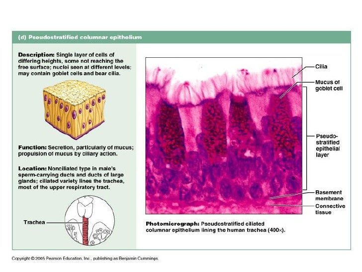 Histology various type of epithelium