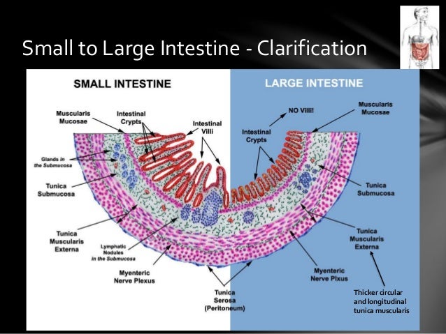Histology within the GI tract - from cheek to cheek